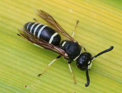 Euodynerus leucomelas