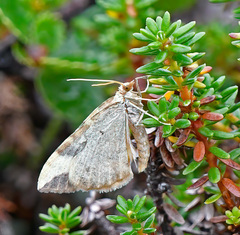 Eulithis populata