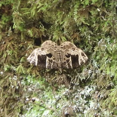 Gandaritis atricolorata