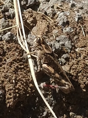 Calliptamus madeirae