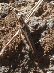 Calliptamus madeirae