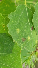 Aceria varia