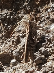 Calliptamus madeirae