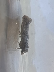 Swammerdamia pyrella