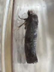 Swammerdamia pyrella