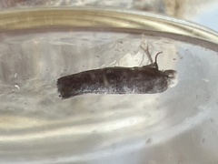 Swammerdamia pyrella
