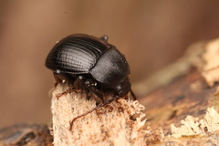 Accanthopus