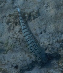 Parapercis clathrata
