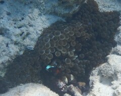 Amphiprion rubrocinctus