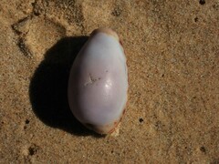 Talostolida pellucens