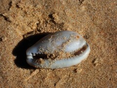 Talostolida pellucens