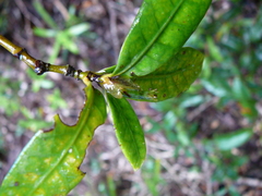 Psychotria microglossa