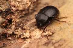 Accanthopus