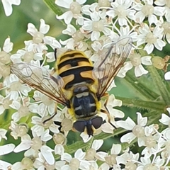 Myathropa florea