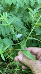 Gratiola officinalis