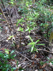 Psychotria microglossa