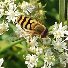 Syrphus
