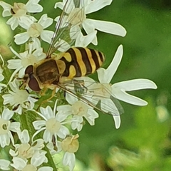 Syrphus