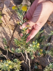Euryops lateriflorus