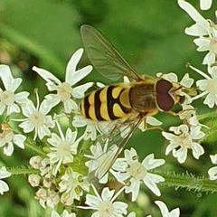 Syrphus