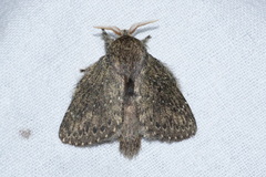 Euglyphis melancholica
