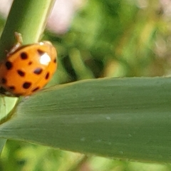 Harmonia axyridis
