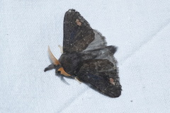 Euglyphis roseimaculata