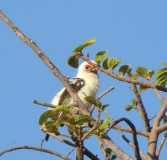 Lybius chaplini