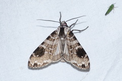 Elysius melanoplaga