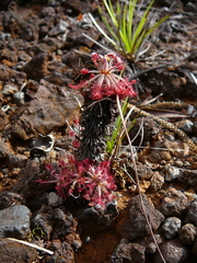 Drosera neocaledonica