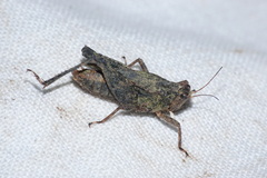 Batrachidea planus