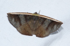 Cimicodes ferruginea