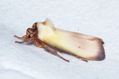 Halysidota roseofasciata