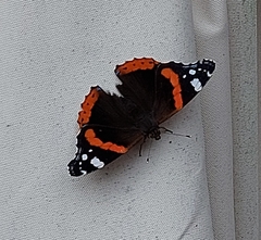 Vanessa atalanta
