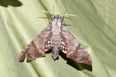 Nyceryx hyposticta