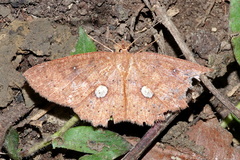 Anisodes vineotincta