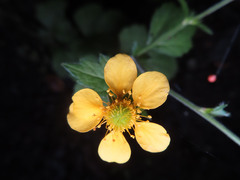 Geum japonicum