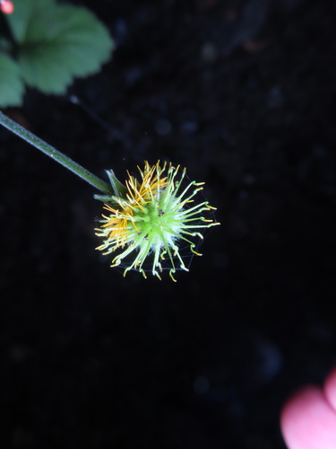 Image of Geum japonicum by (c) Timur Kalininsky, some rights reserved (CC BY)