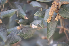 Petrophila jaliscalis