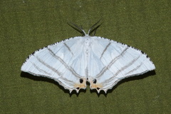 Epiplema albipennaria