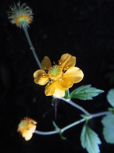 Image of Geum japonicum by (c) Timur Kalininsky, some rights reserved (CC BY)