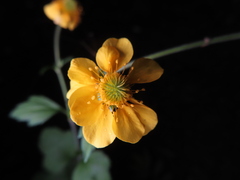 Geum japonicum