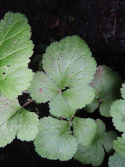 Geum japonicum