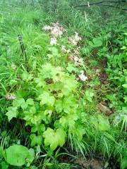 Filipendula glaberrima