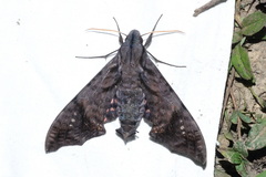 Nyceryx hyposticta