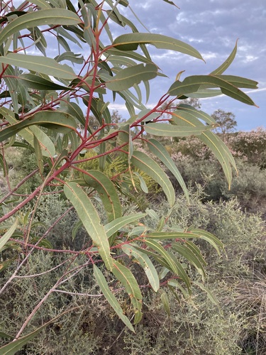 Image of Eucalyptus erythrocorys by (c) Thomas Mesaglio, some rights reserved (CC BY)