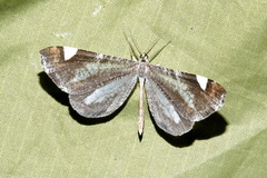 Macrosoma heliconiaria