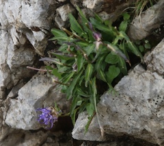Phyteuma sieberi