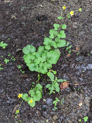 Geum japonicum