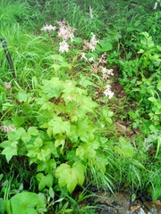 Filipendula glaberrima